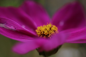 Purple Flower