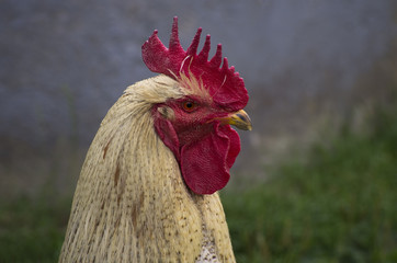 Kogut © Jozef