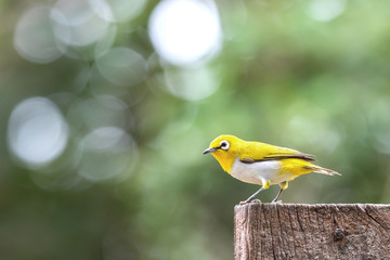 Oriental white-eye bird is a small bird with olive and yellow color on its head, back, wing and tail. Only its chest and belly are white.