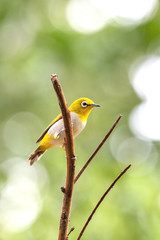 Oriental white-eye bird is a small bird with olive and yellow color on its head, back, wing and tail. Only its chest and belly are white.