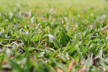 Fresh morning with the green natural Grasses
