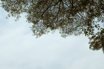 Sky with tree green nature leafs background wallpaper of summer, the plant texture