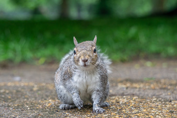 Obraz premium Grey squirrel facing camera in park with green background
