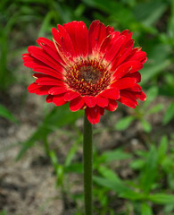Beautiful Spring Flowers