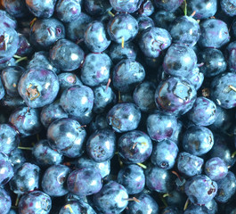 forest dark blue berries closeup