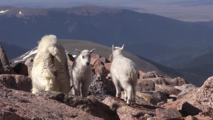 Mountain Goats in Colorado
