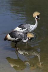 beautiful wild animals in safari