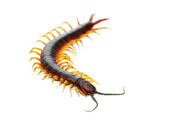 Scolopendra
