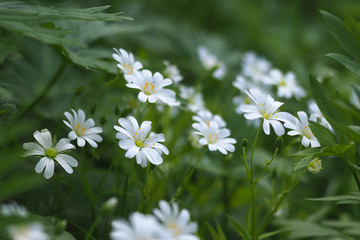 white flowers (Stellaria holostea)
