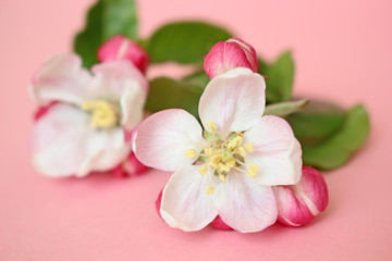Fototapeta na wymiar Apple flowers on pink background 