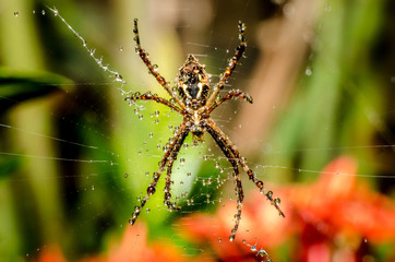 The beautiful shapes and colors of the macro world