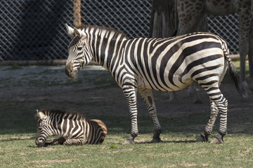 Fototapeta na wymiar beautiful wild animals in safari
