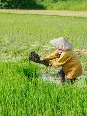 Naklejka na ściany i meble Agriculture in rice fields