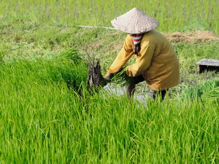 Naklejka na ściany i meble Agriculture in rice fields