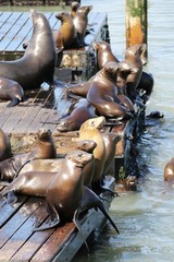 Colony of Seals in San Francisco – USA 
