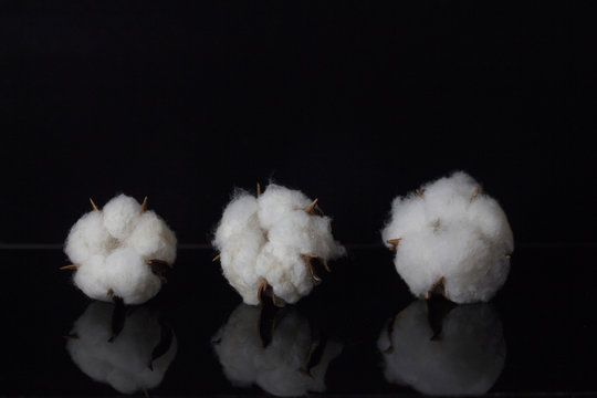 cotton flowers on black background