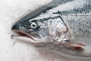 salmonid trout on ice