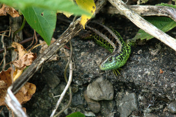 Fototapeta premium Lacerta agilis; male sand lizard in Swiss vineyard
