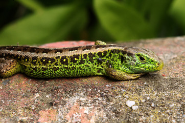 Lacerta agilis; male sand lizard in Swiss vineyard