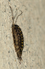 Woodlouse on Garden Wall, Berschis, Swiss Alps