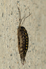 Woodlouse on Garden Wall, Berschis, Swiss Alps