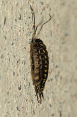 Woodlouse on Garden Wall, Berschis, Swiss Alps