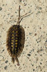 Woodlouse on Garden Wall, Berschis, Swiss Alps