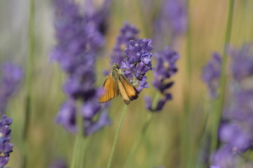 lavendel butterfly