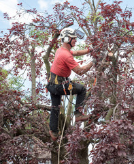 Obraz premium Tree surgeon at work up a tree cutting back the branches