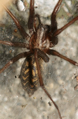 Tegenaria sp.; house spider on stone wall, Swiss village of Berschis