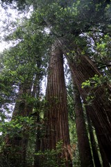 Fototapeta premium Muir Woods NP - California – USA 