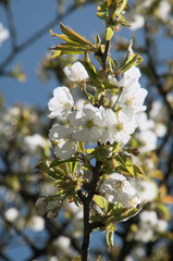 Cherry blossom in Flums, village in the Swiss Alps