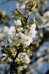 Cherry blossom in Flums, village in the Swiss Alps