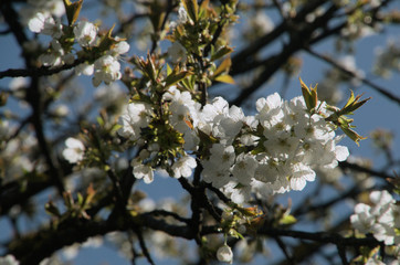 Cherry blossom in Flums, village in the Swiss Alps