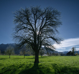 Fototapeta na wymiar Backlit pear tree on Spring pasture near Sargans, Swiss Rhine valley