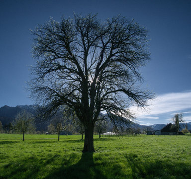 Backlit pear tree on Spring pasture near Sargans, Swiss Rhine valley