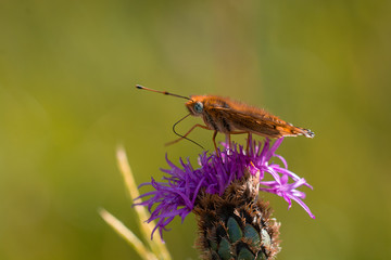 Perlmutterfalter (Schmetterling)