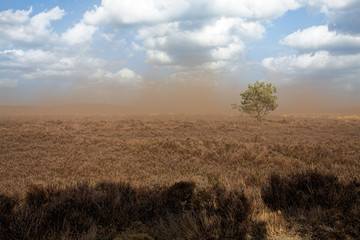 Dust storm op de Uddelse heide