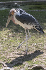 beautiful wild animals in safari