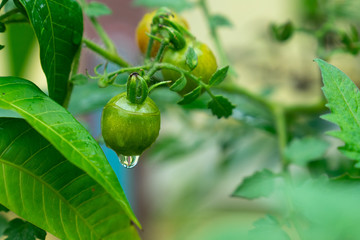 Green tomatoes on the branch in the water droplets after the rain. Home growing