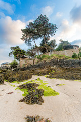 Fototapeta premium Beach, stones and trees in Saint Malo, France
