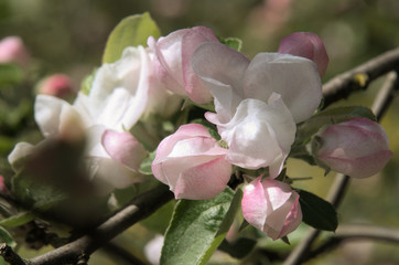 Fototapeta na wymiar Apple Blossom in the Swiss village of Berschis