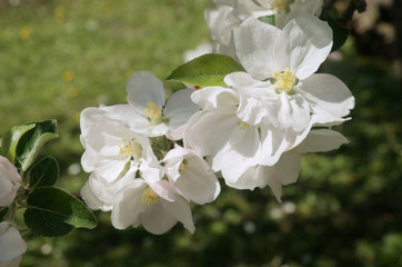 Apple Blossom in the Swiss village of Berschis