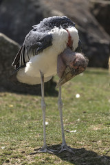 beautiful wild animals in safari