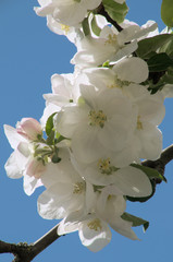 Apple blossom in the Swiss village of Berschis