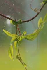 Close up of lobed leaf of blue passionflower (Passiflora caerulea) with nectar glands