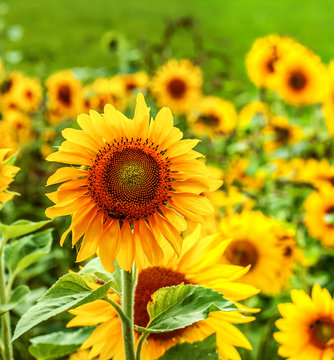 Sunflowers Field