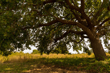 tree one isolated shandow branches ecology