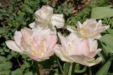 Tulip in Swiss cottage garden, Walenstadt