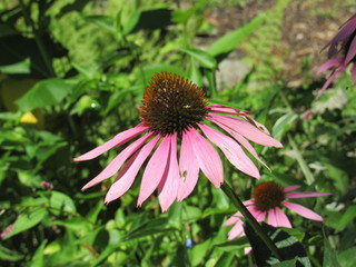 Beautiful coneflowers outside in a garden 